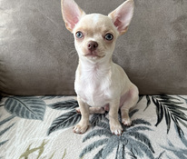 Chihuahua kutsikapoiss unikaalse värvi (chihuahua)