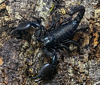 Вьетнамский скорпион (10 см, пол не определен)