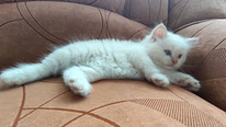 Сиамско-персидский котенок