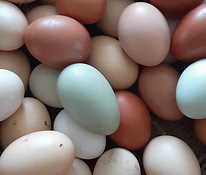 Яйца смешанных пород кур для инкубации