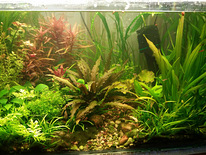 Akvaariumi taimed