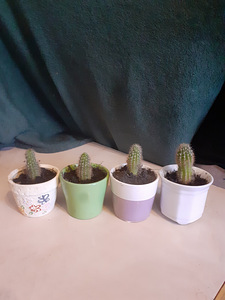 Kaktuse (Exynopsis toruõieline) lapsed