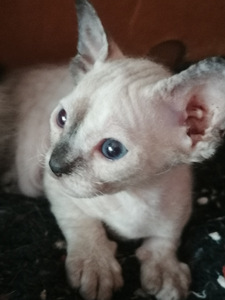 Продаю котят дон сфинкса