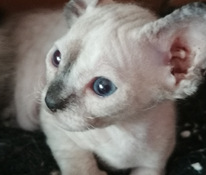 Pārdodu Don Sphynx kaķēnus
