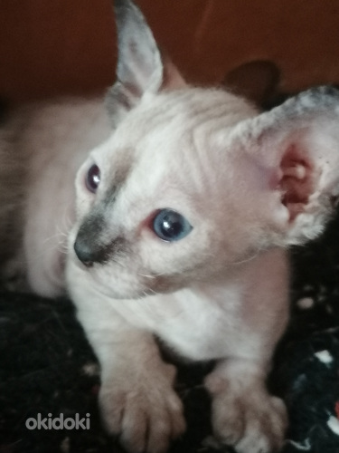 Продаю котят дон сфинкса