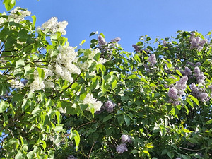 Tara tee 36, Nõmme, Haapsalu linn, Läänemaa (19 foto / 29)