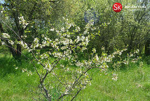 Kaluri, Kiideva, Haapsalu linn, Läänemaa (5 foto / 26)
