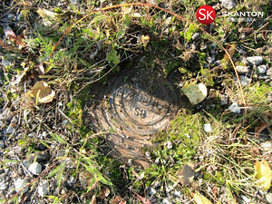 Tarindi tee 3, Liikva, Harku vald, Harjumaa (9 foto / 13)