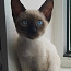 Сиамская кошка (фото #1)