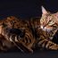 Бенгальские котята (фото #4)