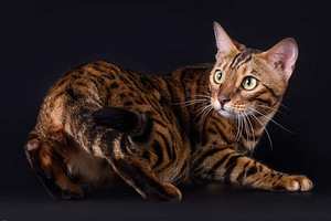 Бенгальские котята (4 фото из 5)
