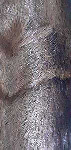 Müün uue nutria kasuka (8 foto / 8)