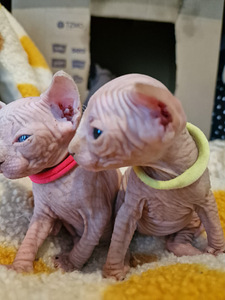 Продам котят породы канадский сфинкс (6 фото из 9)