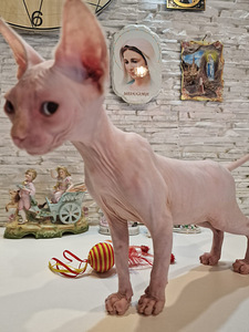 Pārdodu Kanādas sfinksa šķirnes kaķēnus (5 foto no 9)
