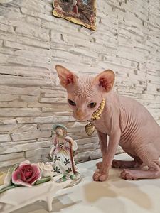 Pārdodu Kanādas sfinksa šķirnes kaķēnus (8 foto no 9)