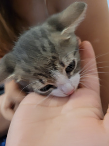 Отдам 2х котят (2 фото из 3)