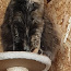 Котёнок Мейн Кун (ЗАБРОНИРОВАНА) (фото #2)