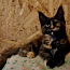 Котёнок МЕЙН КУН ( забронирована) (фото #1)