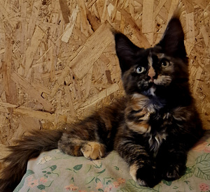 Maine coon kassipojad (1 foto / 9)