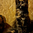 Котёнок МЕЙН КУН ( забронирована) (фото #2)