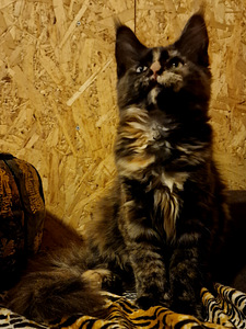 Maine coon kassipojad (2 foto / 9)