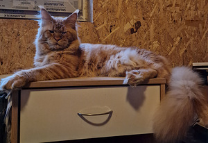 Котята мейн кун (6 фото из 7)