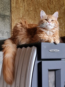 Котята мейн кун (7 фото из 7)