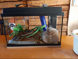 Akvaarium 60L (2 foto / 2)