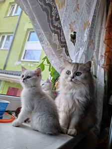 Briti kassitüdruk. 2kuud. Valmis lapsendada (1 foto / 10)