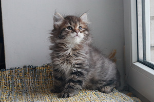 Siberi kassipojad (1 foto / 3)