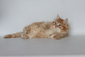 Сибирские котята (2 фото из 8)