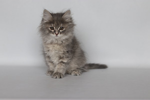 Сибирские котята (5 фото из 8)