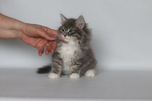 Сибирские котята (6 фото из 8)
