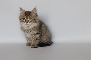 Сибирские котята (8 фото из 8)