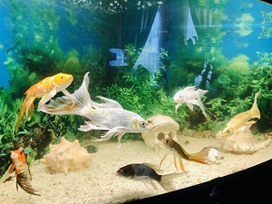 Nurga akvaarium (5 foto / 10)