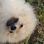 Pomeranian female (foto #3)