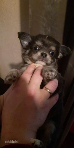 Chihuahua mini (foto #3)