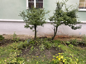Vajan abi aiatöödel, niitmisel, koristamisel (1 foto / 1)