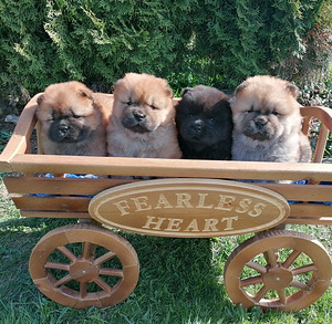 Chow chow kutsikad (2 foto / 2)