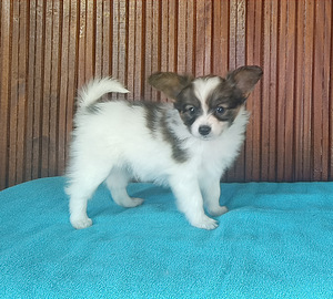 Papilloni kutsikad (8 foto / 9)