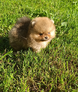 Pomeranian spitsi kutsikas (2 foto / 3)