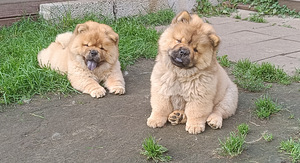 Chow Chow kutsikad (1 foto / 6)