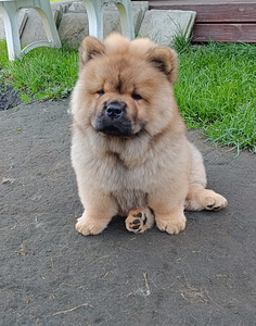 Chow Chow kutsikad (4 foto / 6)