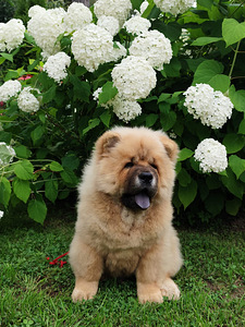 Chow Chow kutsikad (6 foto / 6)