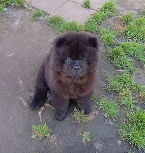 Chow Chow kutsikad (6 foto / 8)