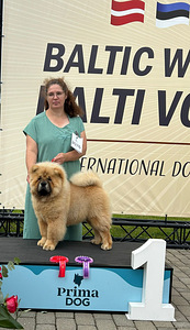 Chow Chow kutsikad (8 foto / 8)