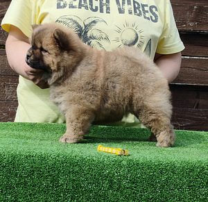 Chow Chow kutsikad (3 foto / 4)