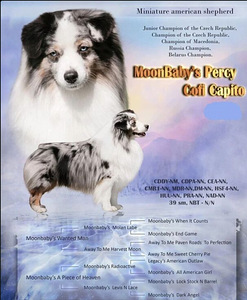 Ameerika väke lambakoera kutsikad (4 foto / 5)