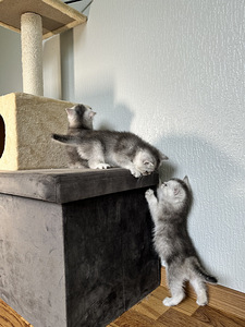 4 isast kassipoega (1 foto / 10)