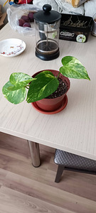 Комнатные растения (4 фото из 10)